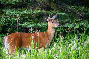 Deer in the forest