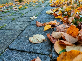 Autumn leaves on street tiles, closeup