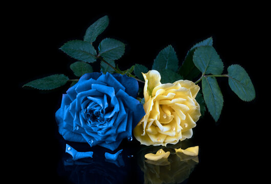 L&aacute;grimas de Guerra 