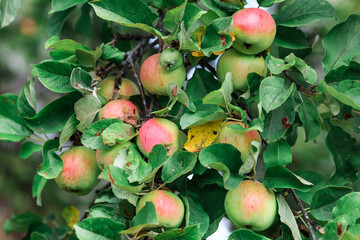 A lot of ripe red apples on an apple tree close-up.