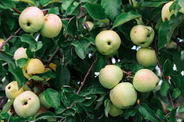 A lot of ripe white apples on an apple tree close-up.