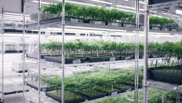 Close-up view of a process testing and analysis of marijuana products. Modern scientific facilities of the healthcare greenhouse, where legal cannabis growing. High quality 4k footage