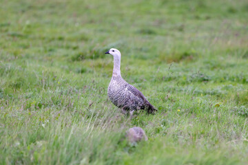 Upland Geese in Tierra del Fuego National Park outside Ushuaia in the Beagle Channel, Tierra del Fuego, southern Argentina
