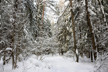 Winter mixed forest with trees covered with snow
