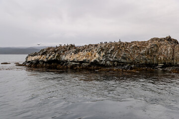Fototapeta na wymiar Magellanic Cormorants on one of the rocky islands in the Beagle Channel in Tierra Del Fuego, southern Argentina 