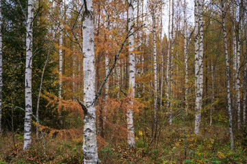 Fototapeta premium Birch grove in autumn, Finland