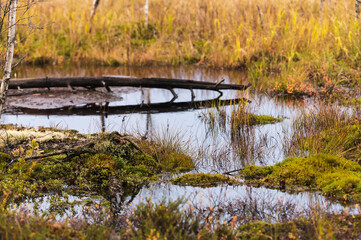 Marsh in autumn. Finland
