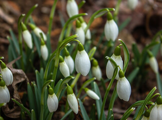 Closeup Beautiful First flowers Snowdrops in Spring Forest. Tender spring flowers snowdrops harbingers of warming symbolize the arrival of spring. Scenic view of the spring forest with blooming flower