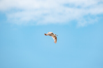 Seagull Flyinng Through Blue Sky Along Oregon Coast