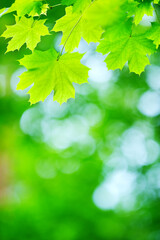 Fototapeta na wymiar Maple tree (Acer platanoides) green leaves in a forest. Blurred bokeh background. Selective focus and shallow depth of field.