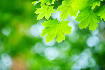 Fototapeta na wymiar Maple tree (Acer platanoides) green leaves in a forest. Blurred bokeh background. Selective focus and shallow depth of field.