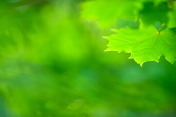 Maple tree (Acer platanoides) green leaves in a forest. Blurred bokeh background. Selective focus and shallow depth of field.