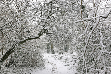 Country lane in the snow	