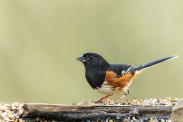 Male Eastern Towhee
