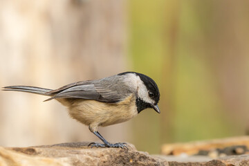 Naklejka premium Carolina Chickadee