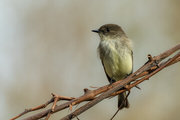 Eastern Phoebe Perched on vine