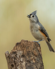 Tufted titmouse perched on tree stump