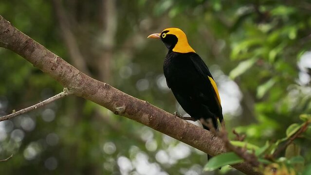 Regent Bowerbird - Sericulus chrysocephalus medium-sized sexually dimorphic bird, male bird is black and golden orange-yellow crown and bill, black feet and yellow iris, female is a brown bird.