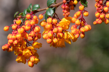 Close up of Darwins barberry (berberis darwinii) flowers in bloom