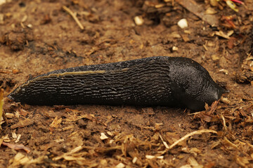 Closeup on a large slmiy, air-breathing ash-black land slug, Limax cinereoniger