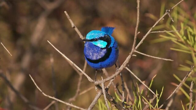 Splendid Fairywren - Malurus splendens passerine bird in Maluridae, blue wren found in Australia in arid and semi-arid regions, male is small long-tailed bird of bright blue on the branch amd sings.
