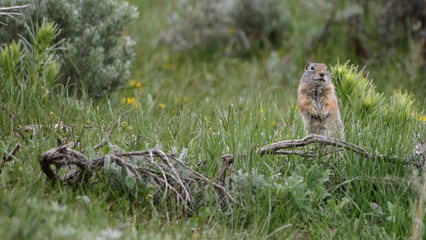  Uinta ground squirrel  - Urocitellus armatus - Yellowstone