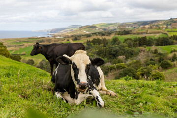 Cute cows at the Azores islands, on pasture, view to the ocean.