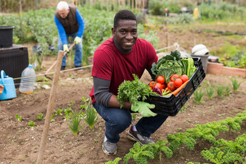 African american man horticulturist holding crate with harvest of vegetables in garden