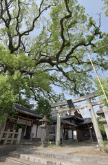 新熊野神社　大樟と石鳥居　京都市東山区今熊野