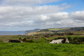 Cute cows at the Azores islands, on pasture, view to the ocean.