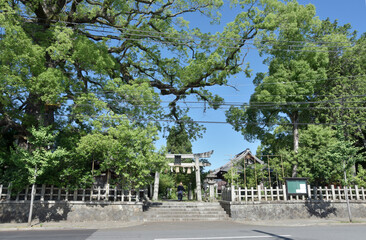 新熊野神社　大樟と石鳥居　京都市東山区今熊野