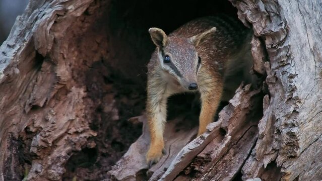 Insectivorous diurnal marsupial Numbat - Myrmecobius fasciatus also noombat or walpurti, its diet consists almost exclusively of termites. Small cute animal watching out of the laying trunk in forest