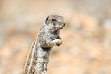 Close-up of a Moorish squirrel in Fuerteventura