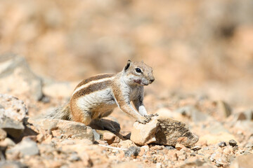 Close-up of a Moorish squirrel in Fuerteventura