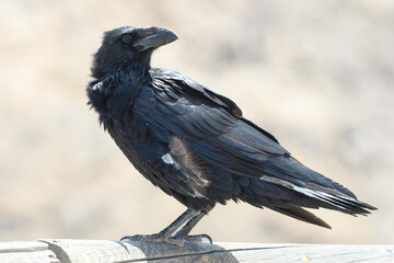 closeup of a canary raven in fuerteventura