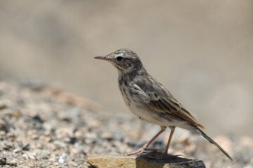 Close-up of a Berthelot´s Pipit in Fuerteventura