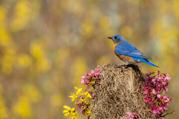 Bluebird Perched on Tree Stump with Yellow and Red Flowers