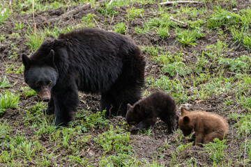 Black bear - Ursus americanus - Yellowstone