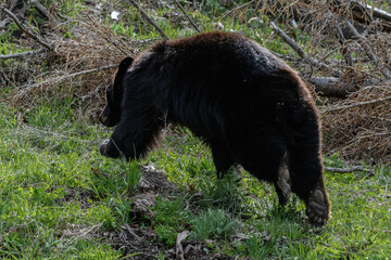 Black bear - Ursus americanus - Yellowstone