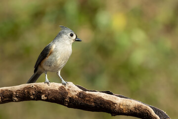 Tufted Titmouse Perched on branch of tree
