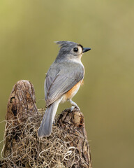 Close-up of Tufted Titmouse Perched on Cypress Knee