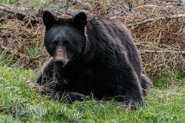 Black bear - Ursus americanus - Yellowstone