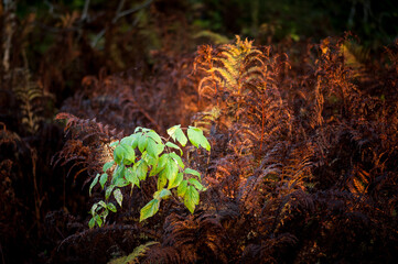 rowan leaves among red ferns