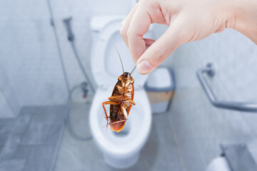 Hand holding brown cockroach on toilet background, eliminate cockroach in toilet, Cockroaches as...