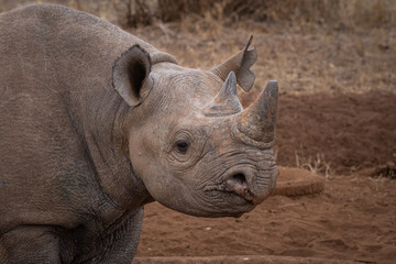 Black Rhino in Mkomazi National Park