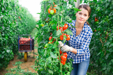 Female horticulturist working in farm glasshouse in spring, harvesting fresh red plum tomatoes....