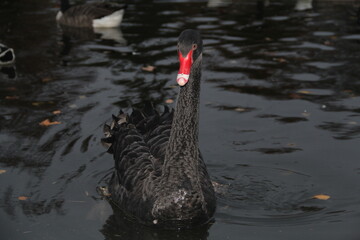 black swan on the lake