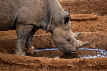 Black Rhino in Mkomazi National Park