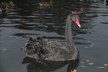 black swan swimming in the lake