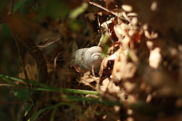 snail on a leaf